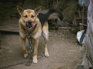 Alert German Shepherd mix dog on chain in rustic yard, licking lips and wagging tail. Strong loyal watchdog in countryside setting, symbol of protection and loyalty.