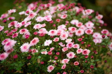 Pink daisy flowers blossoming in garden