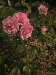 Blooming pink roses on a natural bush with green leaves and blurred background, symbol of romance and tenderness, perfect for floral themes, garden design, and nature photography.