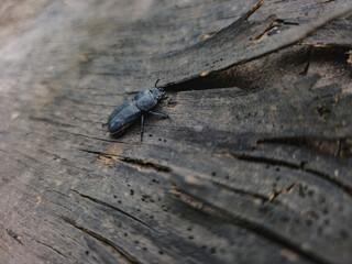 Close-up of a lesser stag beetle (Dorcus parallelipipedus) on old wood. Black beetle with matte wings and strong mandibles, European insect macro photography