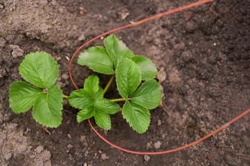 Young strawberry plant growing in soil with red stem