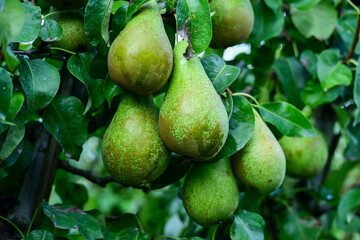 Close-up of Ripening Green Pears Hanging on the Tree Branch.