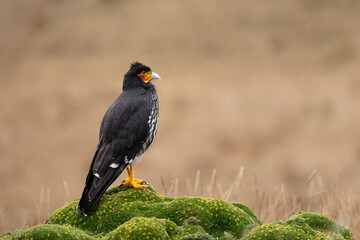 Carunculated Caracara (Phalcoboenus carunculatus) perched on mossy páramo in the Ecuadorian Andes
