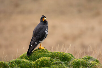 Carunculated Caracara (Phalcoboenus carunculatus) perched on mossy páramo in the Ecuadorian Andes