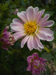 Obraz premium Beautiful pink dahlia with yellow center and nearby buds at different blooming stages, surrounded by lush green leaves in natural garden light.