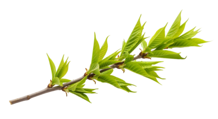 Delicate new spring leaves unfurling on a bare branch, symbolizing new beginnings and growth.