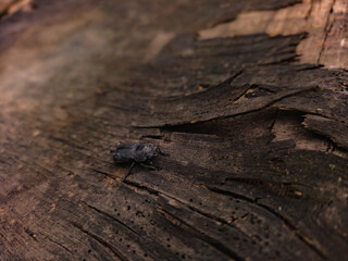 Close-up of a stag beetle crawling on textured tree bark in natural forest environment, macro wildlife photography with rustic details.