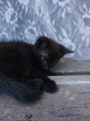 Black kitten lying on rustic wooden bench near lace curtain, small domestic cat resting peacefully in cozy countryside atmosphere.