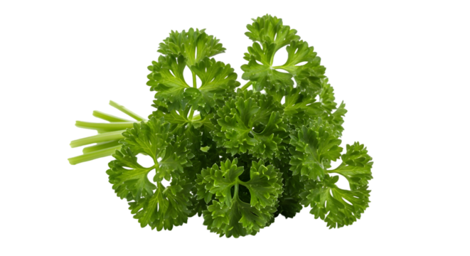 Fresh, vibrant curly parsley bunch with green stems, isolated on white background