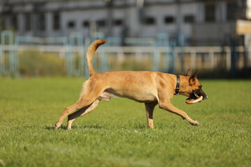 Malinois playing on the green grass 