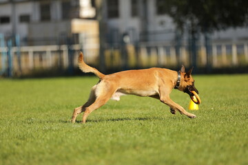 Malinois playing on the green grass 