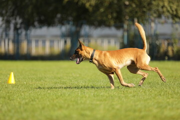 Malinois playing on the green grass 