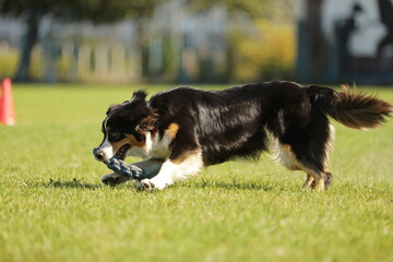 border collie playing with ball
