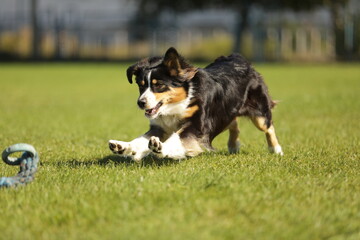 border collie playing with ball