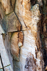 Close-up of cracked tree trunk with exposed inner wood and rough texture, natural background showing organic patterns, rustic surface useful for design, nature and ecological concepts.