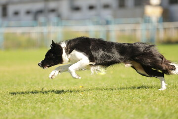 border collie playing with ball