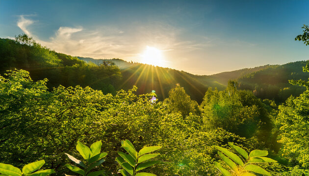The Glorious Morning Light Shining Through Vibrant Green Leaves