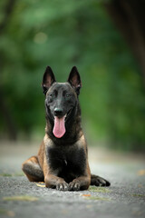 Malinois in a green park