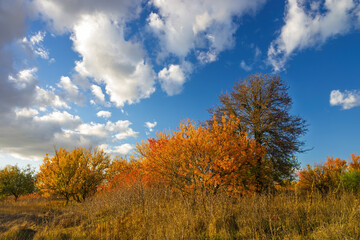 Scenic rural field with colorful autumn trees and changing foliage bathed in warm golden hour sunlight beneath a bright blue sky dotted with white clouds, peaceful countryside vista