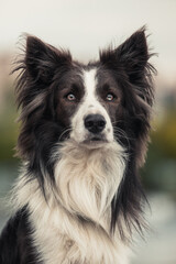 border collie dog