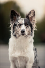 border collie dog