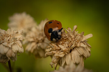 ladybird on a flower