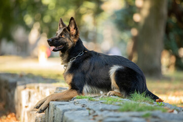 portrait of german shepherd