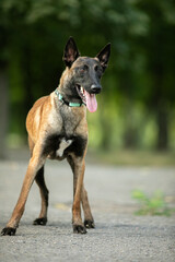 Malinois puppy in the park