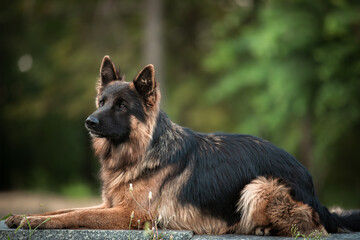 portrait of german shepherd