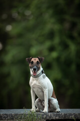 Fox terrier in the park