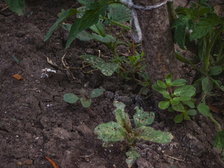 Close-up of young plants and weeds growing in garden soil near a tied tree trunk. Natural rustic scene showing seedlings, leaves, and textured earth surface.