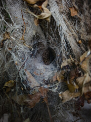 Close-up of spider hiding inside web tunnel with dry leaves, detailed macro of cobweb structure creating eerie natural scene.