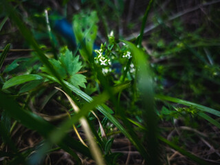 Closeup of tiny wild white flowers growing among tall green grass in a natural meadow, highlighting rustic beauty, summer flora, and untouched countryside vegetation.