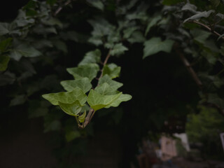 Close-up of fresh ivy leaves with natural green texture. Climbing plant detail in rustic outdoor setting, symbolizing greenery, growth, and natural decoration.