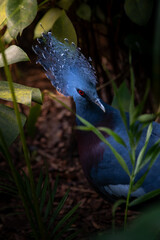 blue bird on a branch