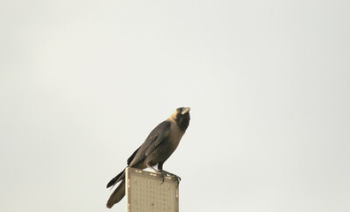 Great Grey Crow
