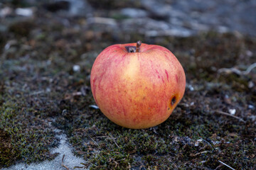 Fresh apple lying on mossy ground, with natural red and yellow skin. Concept of autumn harvest, rustic nature, healthy food, and seasonal fruit outdoors.