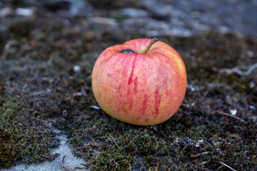 Fresh apple lying on mossy ground, with natural red and yellow skin. Concept of autumn harvest, rustic nature, healthy food, and seasonal fruit outdoors.