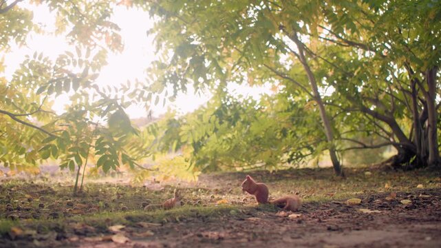 Squirrels under autumn canopy, one eating nuts as other joins, playful chase on forest floor with fallen leaves, soft sunlight through foliage, cute wildlife behavior from ground level