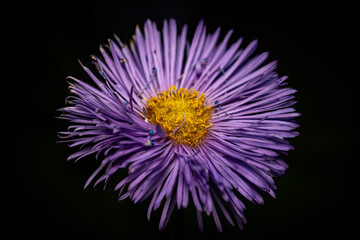 purple thistle flower