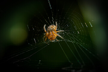 spider on web