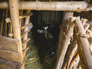 Goat standing inside rustic wooden pen, farm animal peeking from stable with hay and traditional countryside details.