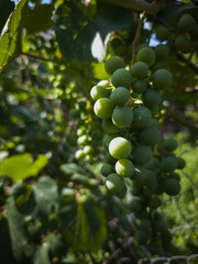 Green grape cluster on a vine with sunlight shining through leaves, symbolizing freshness, organic farming, vineyard harvest, and healthy natural lifestyle.
