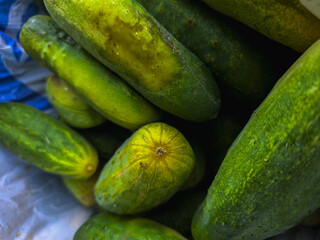 Heap of fresh green cucumbers with natural texture, organic healthy vegetables ideal for food backgrounds, agriculture, farming and market concepts.