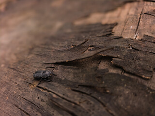 Macro shot of a stag beetle on rough wooden bark surface in natural forest environment, detailed insect photography with rustic textures.