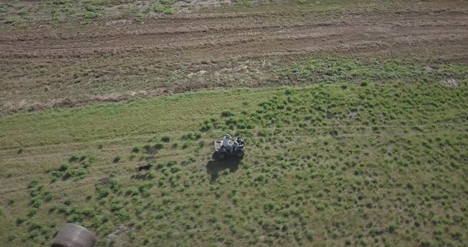four wheeler ATV driven through hay field with labrador retriever