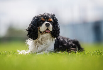 Adorable Cavalier King Charles Spaniel puppy resting on green summer grass