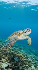 Obraz premium Sea Turtle Swimming Over Coral Reef.