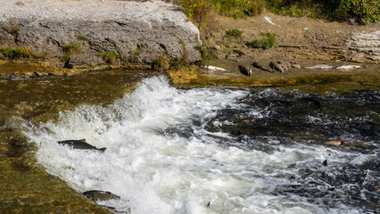 Thousands of Chinook and Coho salmon swimming upstream from Lake Ontario into the Ganaraska River to spawn in September. Port Hope, Ontario, Canada. 
