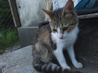 Young tabby cat sitting on concrete step in rustic courtyard, domestic feline with thoughtful expression in peaceful rural atmosphere.